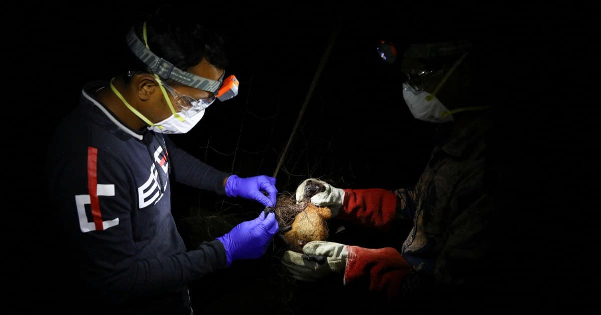 Nipah Virus Scare: Is Bangladesh the Next Pandemic Hotspot?