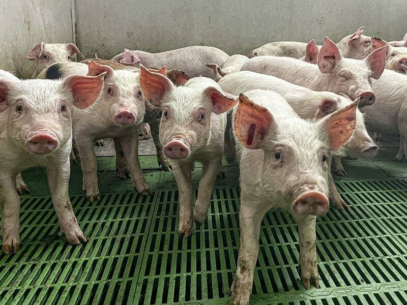 Swine Flu Scare: Spain Sounds the Alarm – Are We Ready?